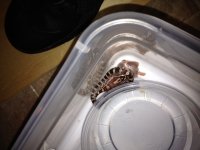 Corn snake eating pinky.jpg Corn snake eating pinky.jpg