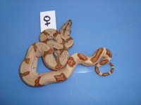 hypo harlequin poss. super.jpg