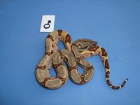 hypo harlequin poss. super 2.jpg