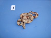 harlequin hypo poss. super 3.jpg