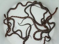 corns for sale 007.jpg