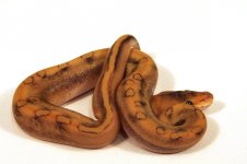 painted female 2.jpg