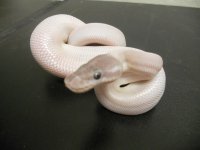 Sulfur Mojave x Pastel htchlings for sale pics 006.jpg