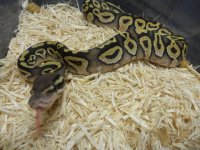 Sulfur Mojave x Pastel htchlings for sale pics 001.jpg
