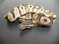 Sulfur Mojave x Pastel htchlings for sale pics 007.jpg