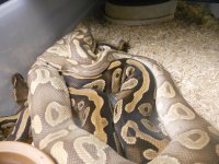 Sulfur Mojave x Bud's Mojave 003.jpg