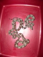 boas2.jpg