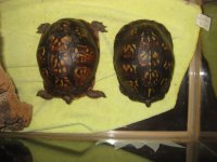 IMG_1139.jpg