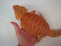 Red Citrus LB Male .jpg