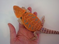 Firetiger 50% het Translucent Female b.jpg