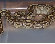 python.JPG