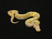 Albino M12 01.jpg