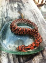 hognose.jpg