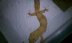 Gecko.jpg