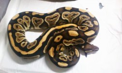 ball mystic black pastel.jpg