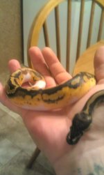 IMAG0249-1.jpg