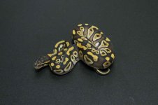 Mojave-M1.jpg