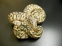 Sulfur Mojave x Pastel hatchlings 001.jpg
