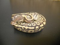 Sulfur Mojave x Pastel hatchlings 002.jpg