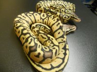 Sulfur Mojave x Pastel hatchlings 003.jpg