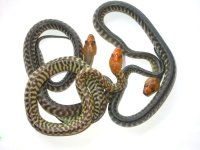 woma hypo.jpg