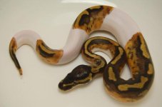 femalepied919.JPG