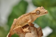 DSC_0678.jpg