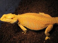 orange hypo female.jpg