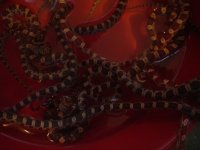 Corn snakes in water.jpg