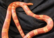 Corn Male 001.jpg