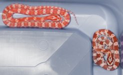 two contrast corns craigslist.jpg