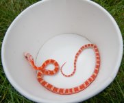 white headed corn.jpg
