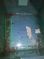 roaches.jpg