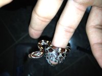 Corn snake on finger.jpg