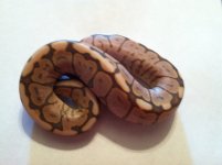 Snake pics 017.jpg