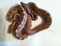 Snake pics 019.jpg