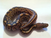 Snake pics 039.jpg