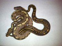 Snake pics 020.jpg
