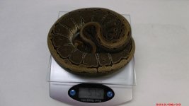 2011 Pinstripe female  2.JPG
