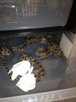IMG_0164.JPEG