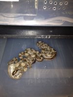 IMG_0165.JPEG