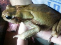 reptile pics 068.jpg