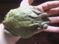 reptile pics 070.jpg