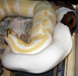Albino x Pied.jpg