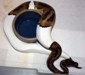 Pied.jpg