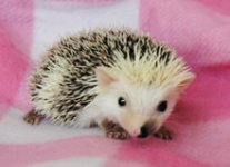 Baby-Girl-1.jpg