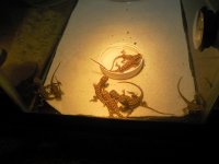 baby dragons.jpg