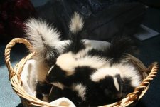 skunks.JPG
