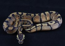 enchi male # 1.JPG