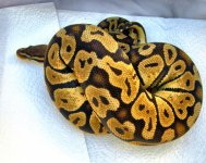Pastel 50% het Pied.jpg
